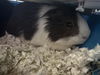 adoptable Guinea Pig in , NV named SPUD