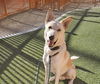 adoptable Dog in Las Vegas, NV named *FINNICK