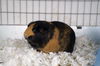 adoptable Guinea Pig in Las Vegas, NV named BROWNIE