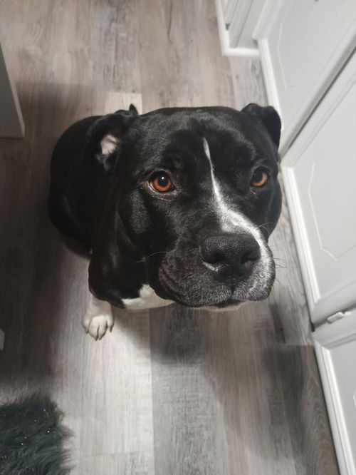 picture of the dog needing adoption