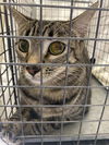 adoptable Cat in , NV named *CATBUS
