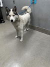 adoptable Dog in , NV named *MUSKETEER