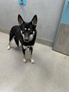 adoptable Dog in , NV named *MAC