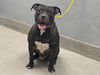 adoptable Dog in , NV named *MOO DENG