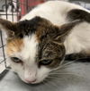 adoptable Cat in , NV named *JOYCE