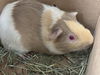 adoptable Guinea Pig in , NV named BAMBI