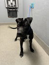 adoptable Dog in , NV named *GHOUL