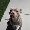 adoptable Dog in , NV named *VAMPRESS