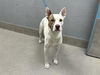 adoptable Dog in , NV named *HOBBS