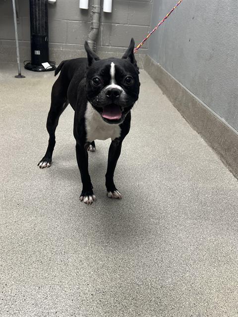 adoptable Dog in Las Vegas, NV named MAC-TUX