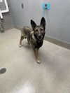 adoptable Dog in Las Vegas, NV named *GRACE