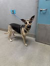 adoptable Dog in Las Vegas, NV named TRIXIE