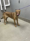 adoptable Dog in Las Vegas, NV named *BARNEY