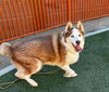 adoptable Dog in Las Vegas, NV named HACHI