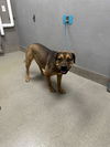 adoptable Dog in Las Vegas, NV named *MUDDY WATERS