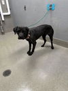 adoptable Dog in Las Vegas, NV named *LUANNE