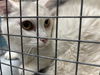 adoptable Cat in Las Vegas, NV named MAMBA