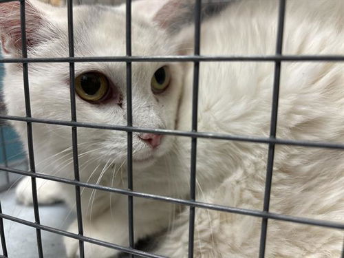 picture of the cat needing adoption