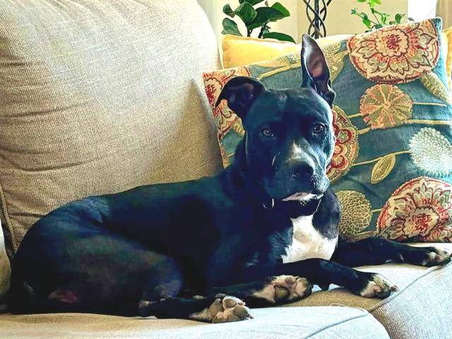 adoptable Dog in Las Vegas, NV named *KATNISS