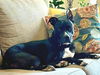 adoptable Dog in , NV named *KATNISS