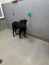 adoptable Dog in  named *KOREY