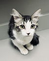 adoptable Cat in  named ROWENA