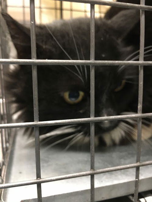 picture of the cat needing adoption