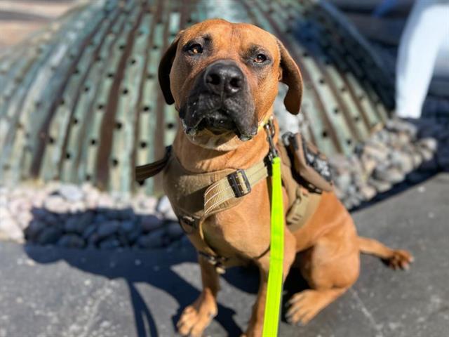adoptable Dog in Las Vegas, NV named FRANCO