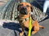 adoptable Dog in , NV named FRANCO