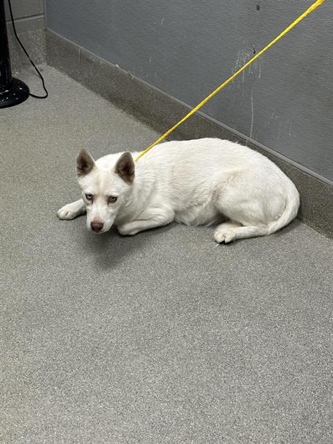adoptable Dog in Las Vegas, NV named *NIKKI
