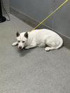 adoptable Dog in  named *NIKKI