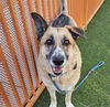 adoptable Dog in , NV named STONEY
