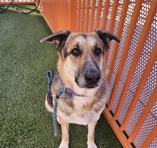 adoptable Dog in Las Vegas, NV named PUMA
