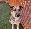 adoptable Dog in , NV named PUMA