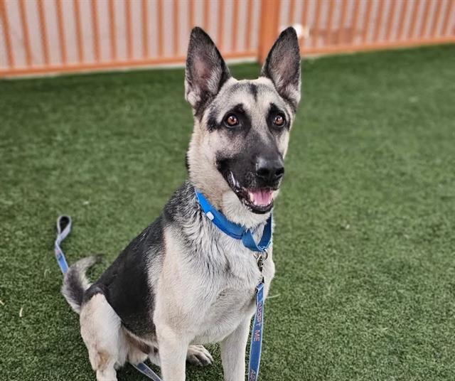 adoptable Dog in Las Vegas, NV named KING