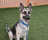 adoptable Dog in , NV named KING