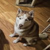 adoptable Dog in , NV named OSO