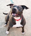 adoptable Dog in , NV named OCEAN