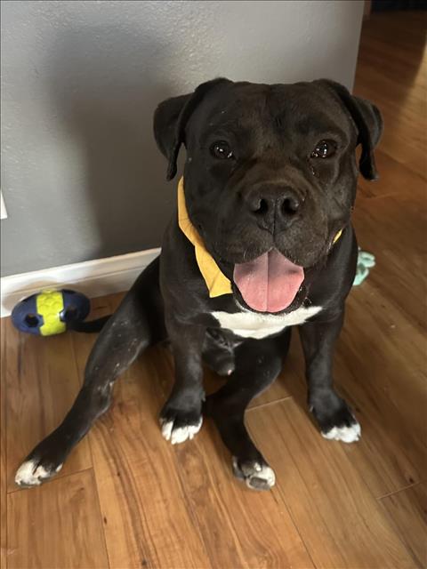 picture of the dog needing adoption