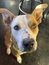adoptable Dog in , NV named ZOEY