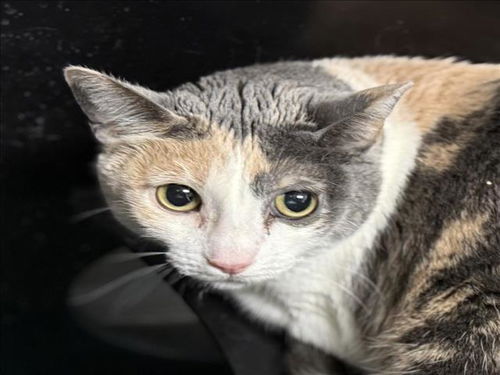 picture of the cat needing adoption