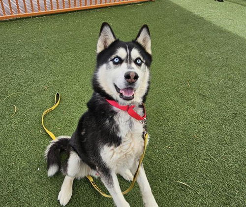 picture of the dog needing adoption