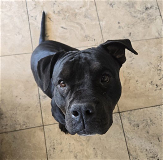 adoptable Dog in Las Vegas, NV named PATRA