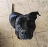 adoptable Dog in , NV named PATRA