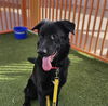 adoptable Dog in , NV named MANDO