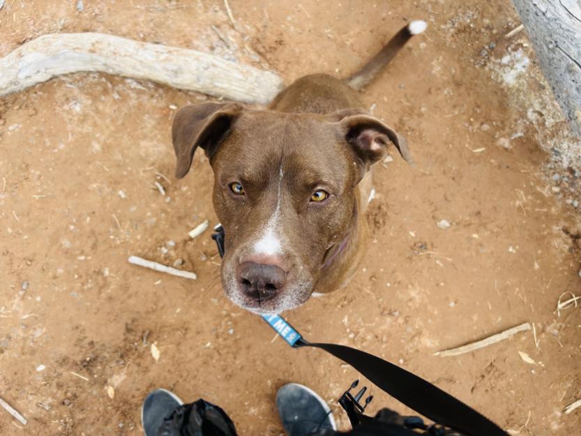 adoptable Dog in Las Vegas, NV named *ASTRO