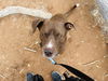 adoptable Dog in , NV named *ASTRO