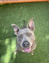 adoptable Dog in , NV named NANI
