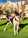 adoptable Dog in , NV named *SQUEAKY