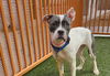 adoptable Dog in , NV named *DANDELION